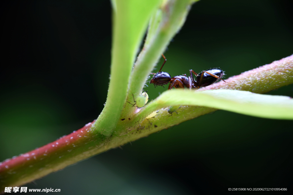 蚂蚁图片