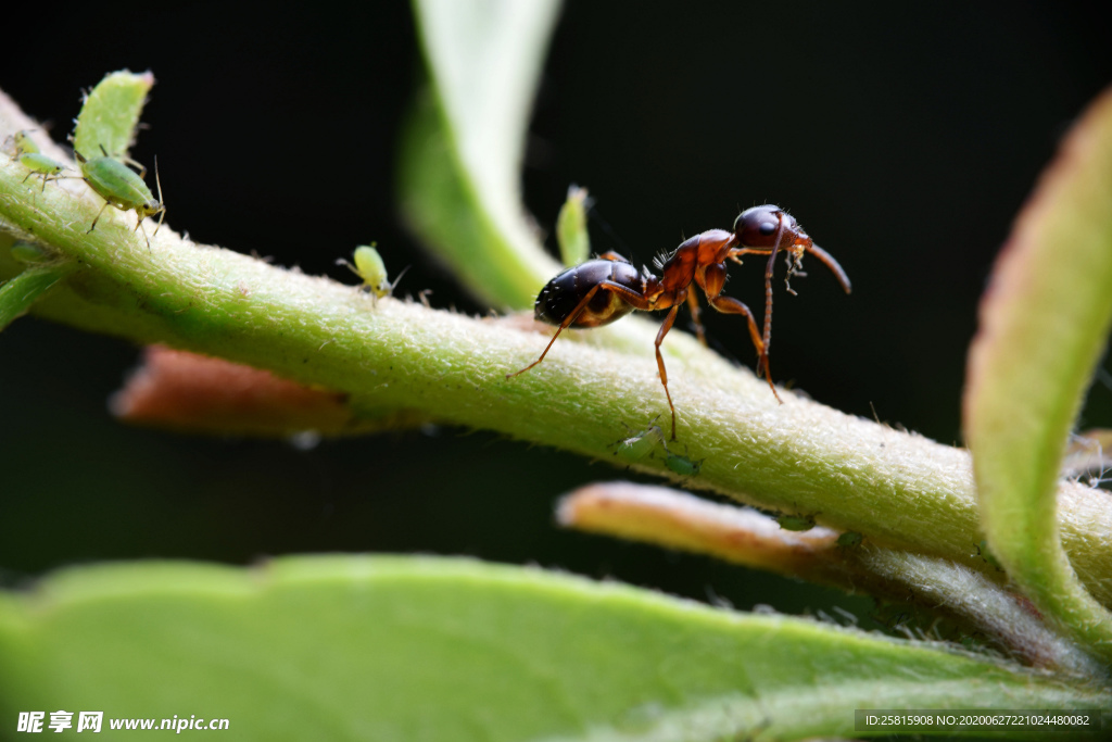 蚂蚁图片