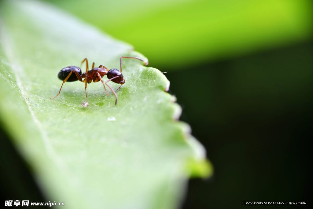 蚂蚁图片