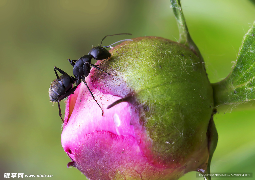 蚂蚁图片