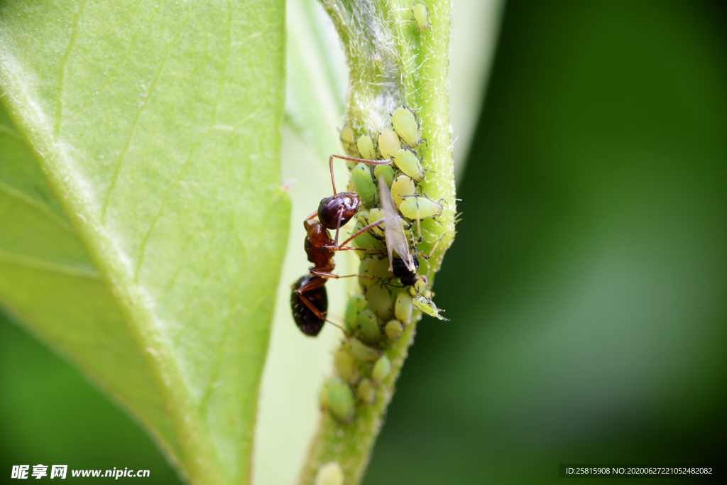 蚂蚁图片