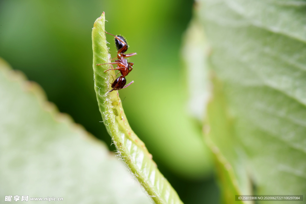 蚂蚁图片