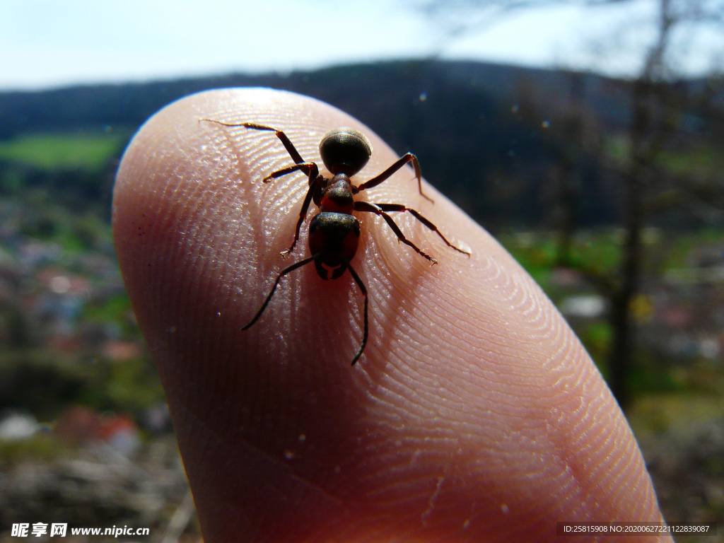 蚂蚁图片