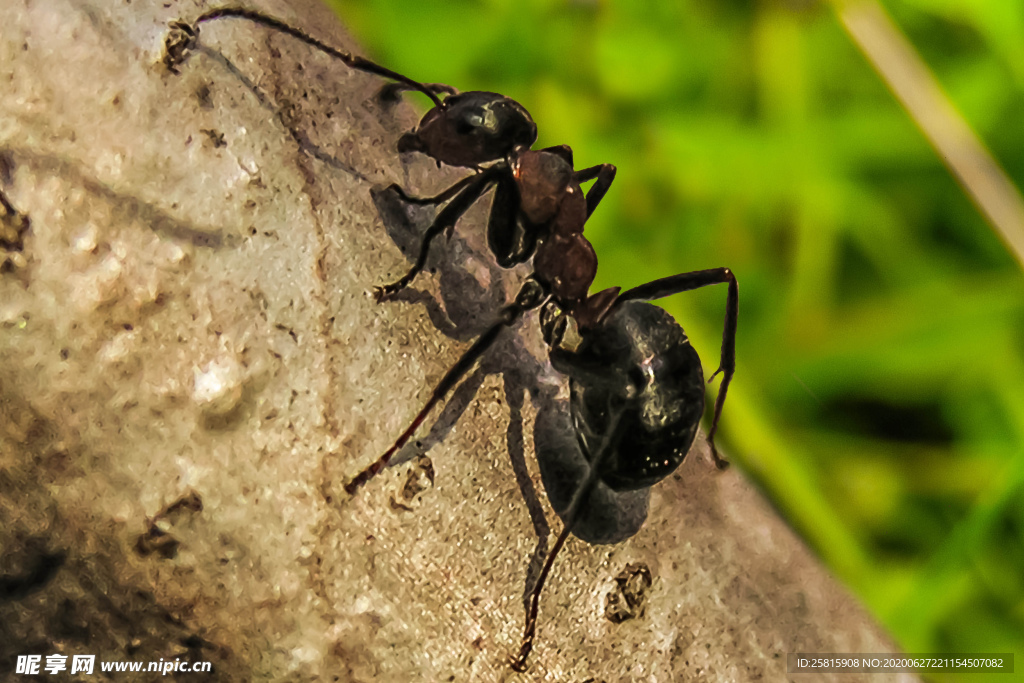 蚂蚁图片