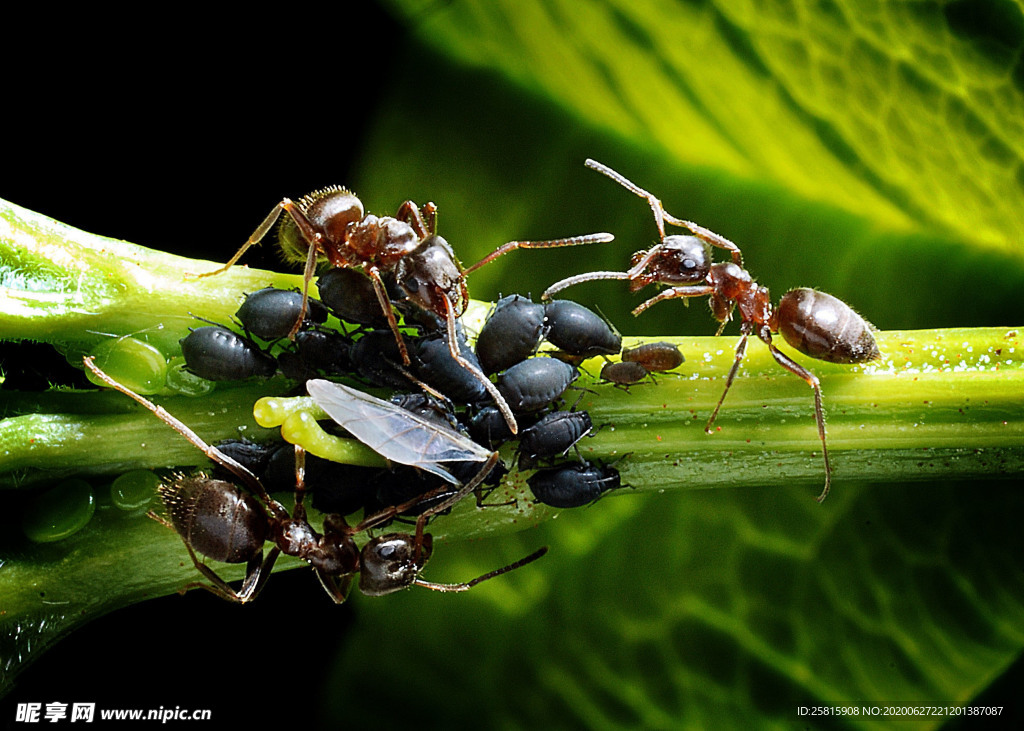 蚂蚁图片