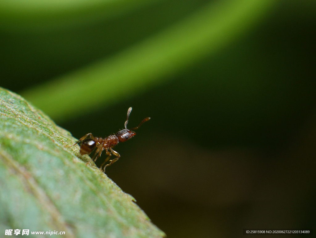 蚂蚁图片