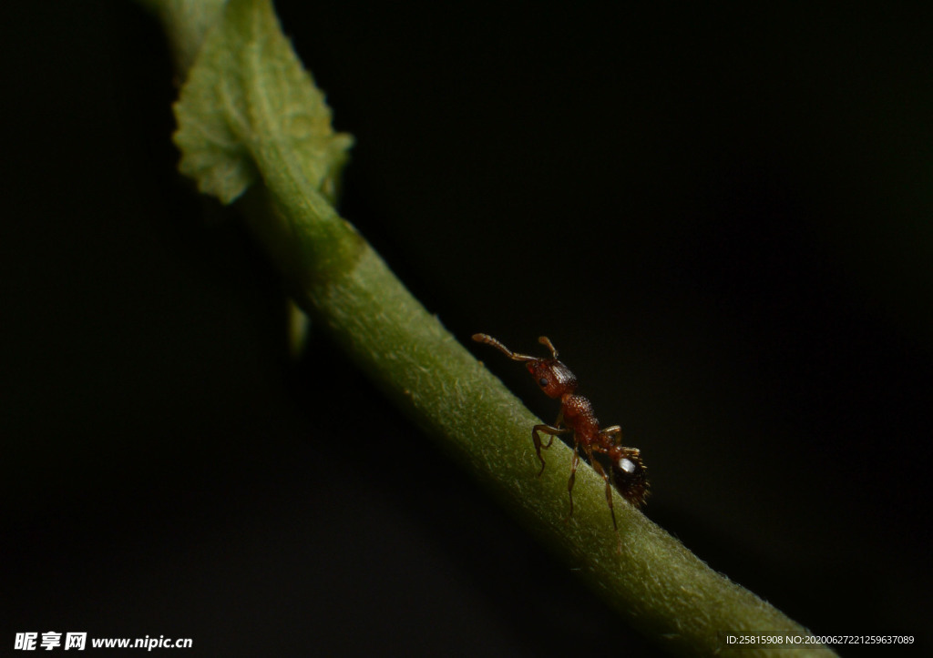 蚂蚁图片