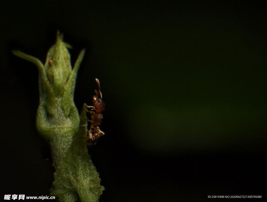 蚂蚁图片