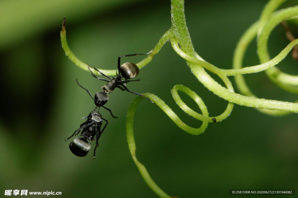 蚂蚁图片