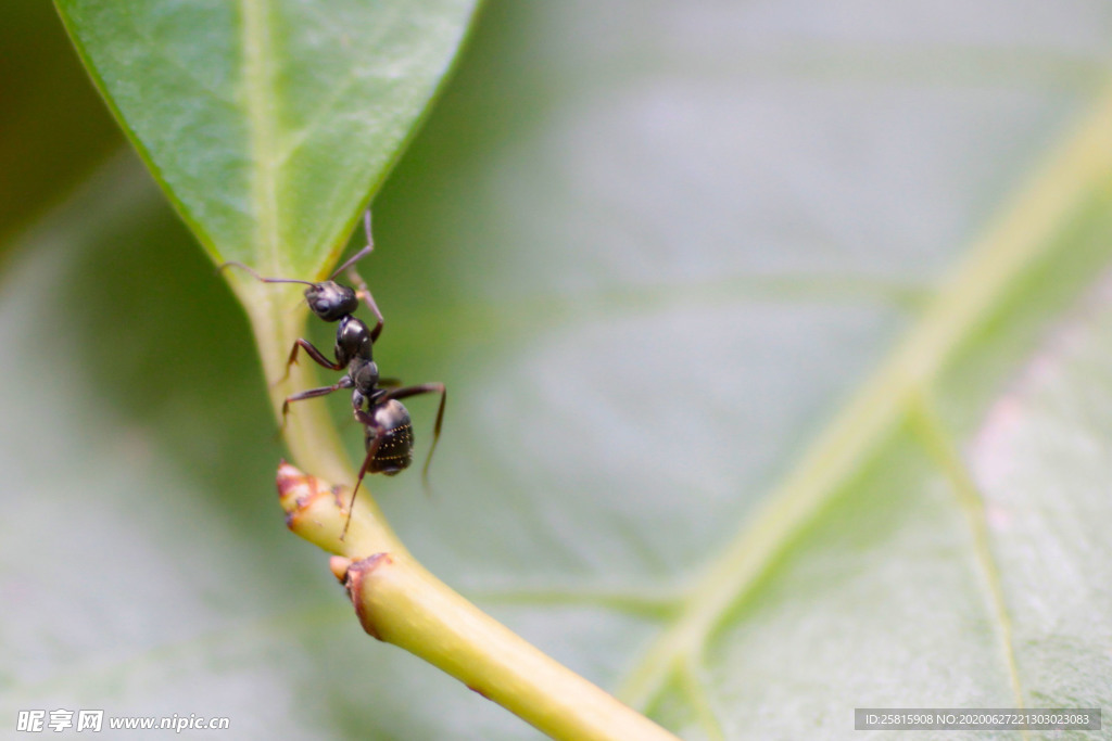 蚂蚁图片