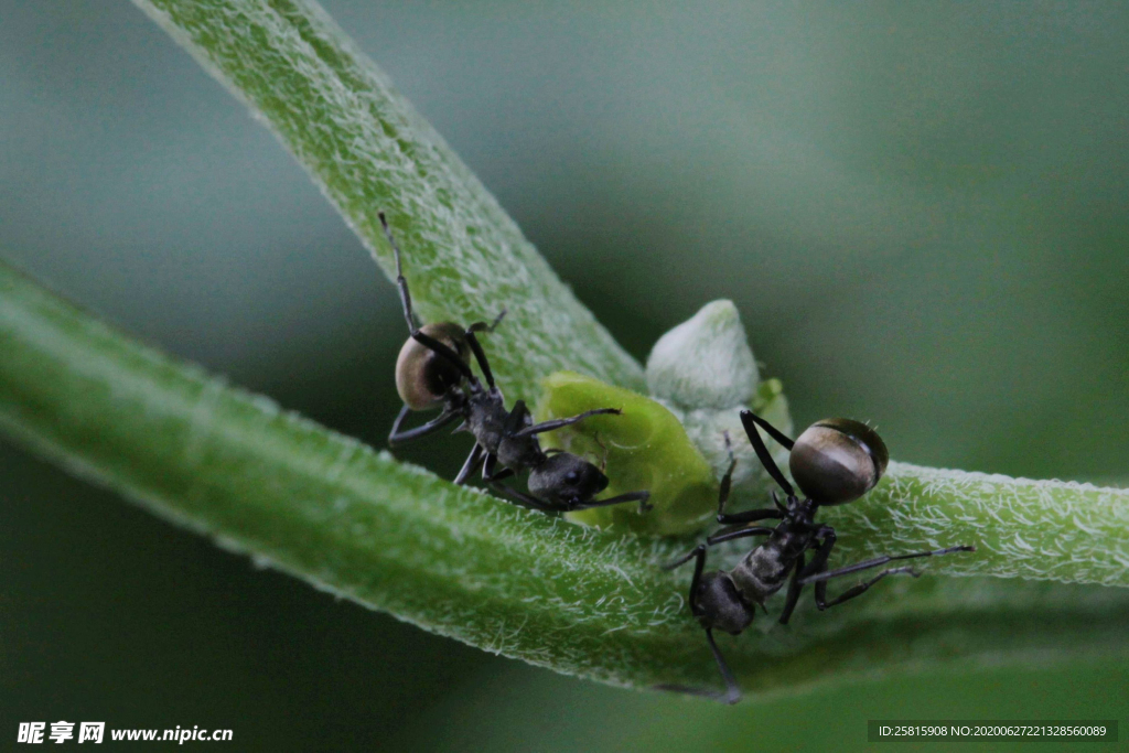 蚂蚁图片