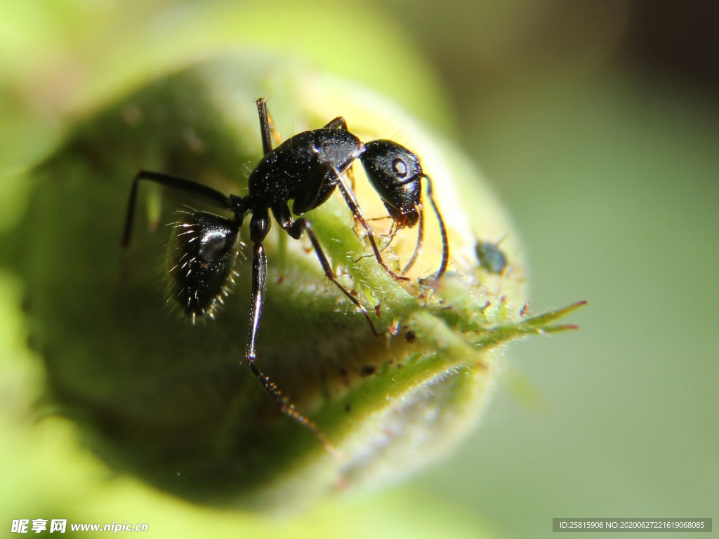 蚂蚁图片