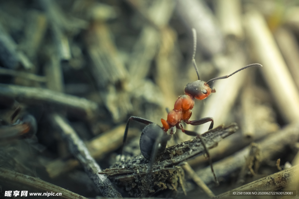 蚂蚁图片