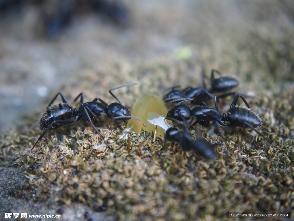 蚂蚁图片