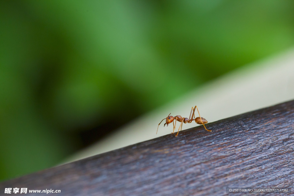 蚂蚁图片