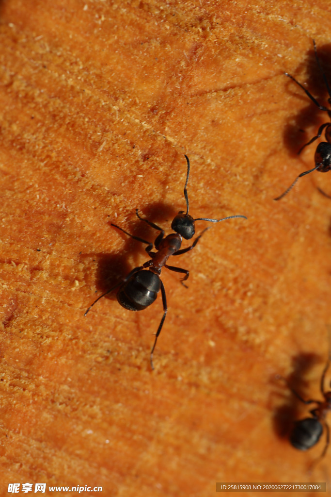 蚂蚁图片