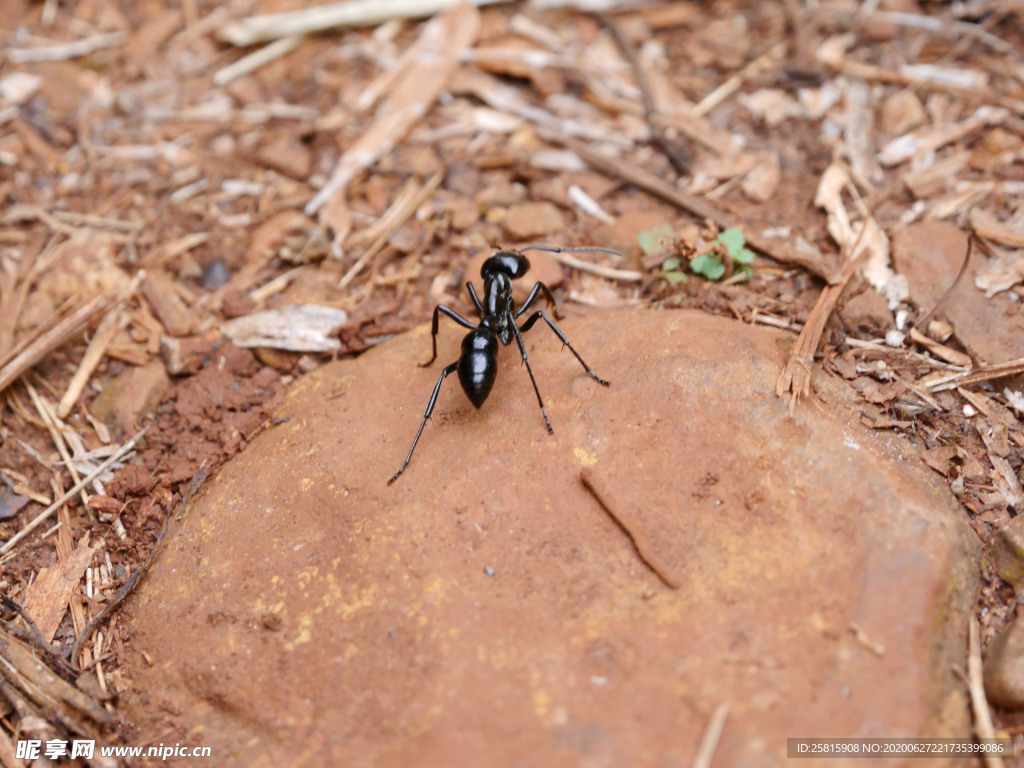蚂蚁图片