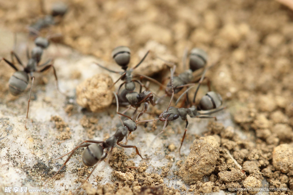 蚂蚁图片
