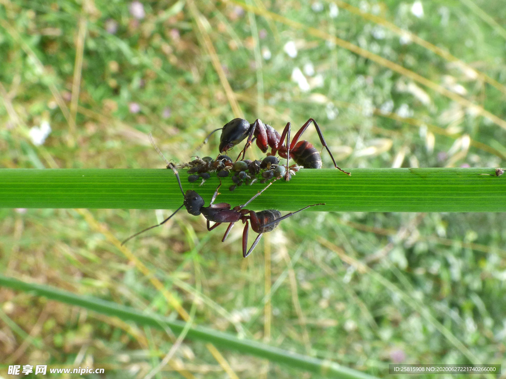 蚂蚁图片