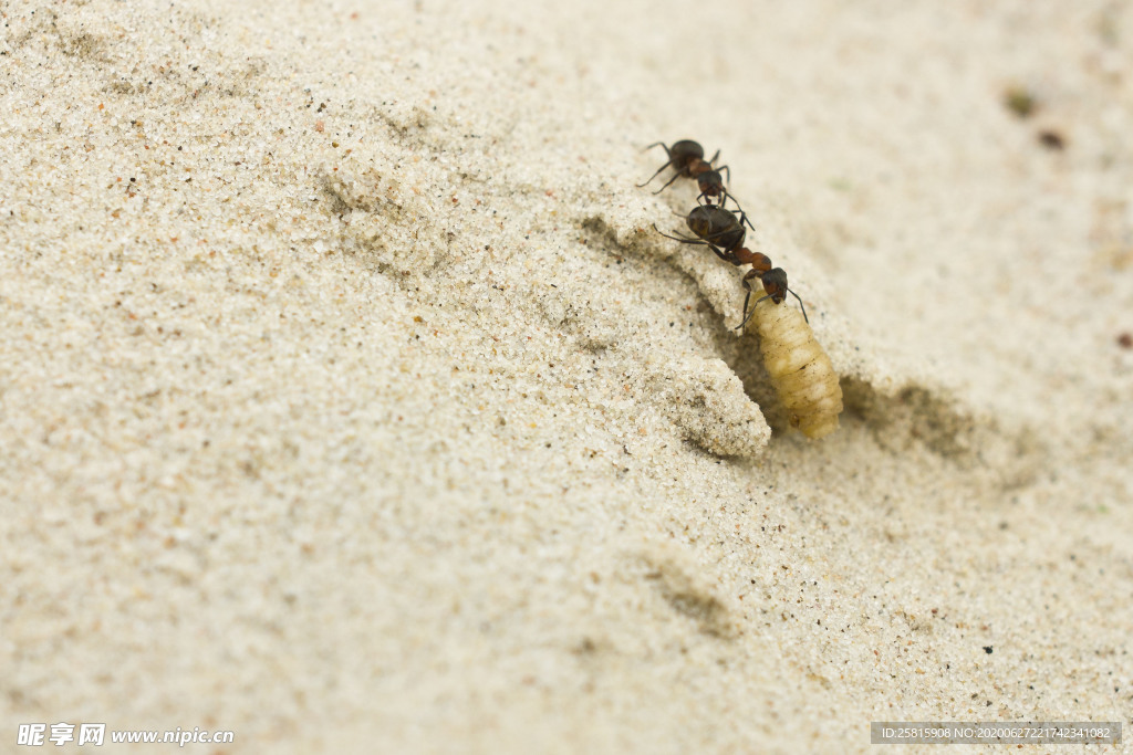蚂蚁图片
