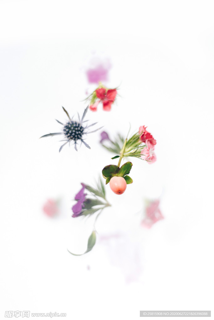 花卉艺术摄影图片