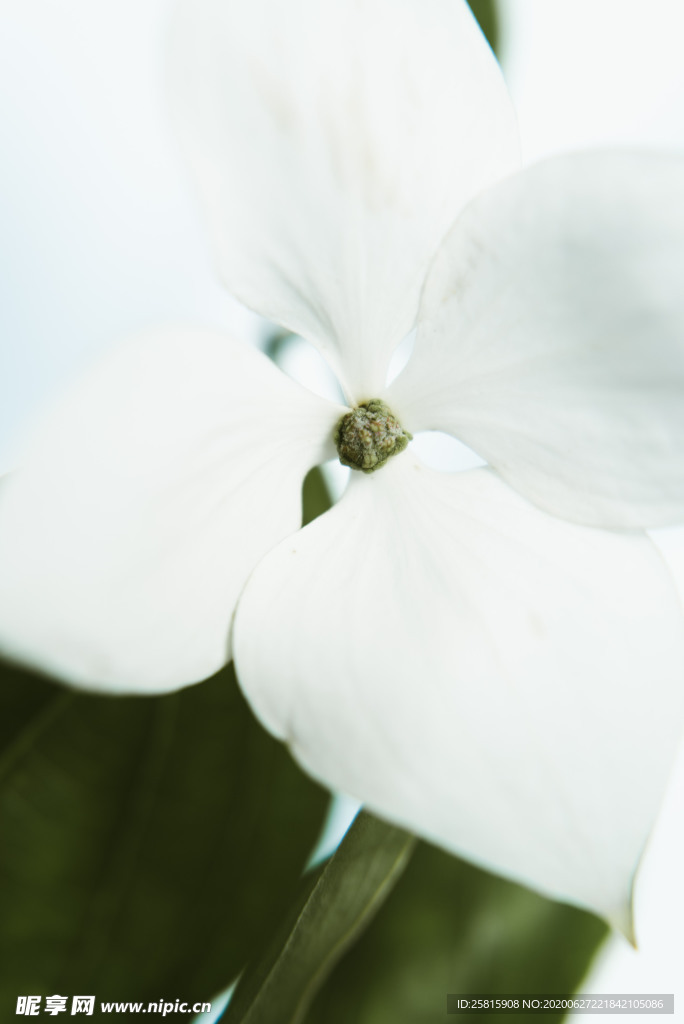 花卉艺术摄影图片