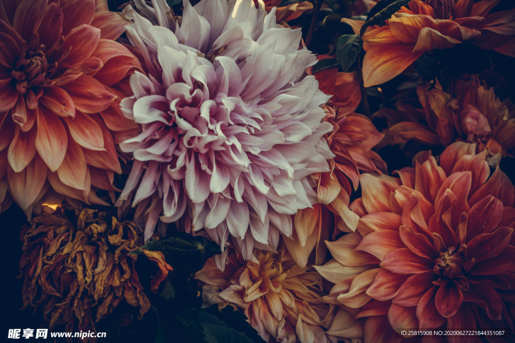 花卉艺术摄影图片