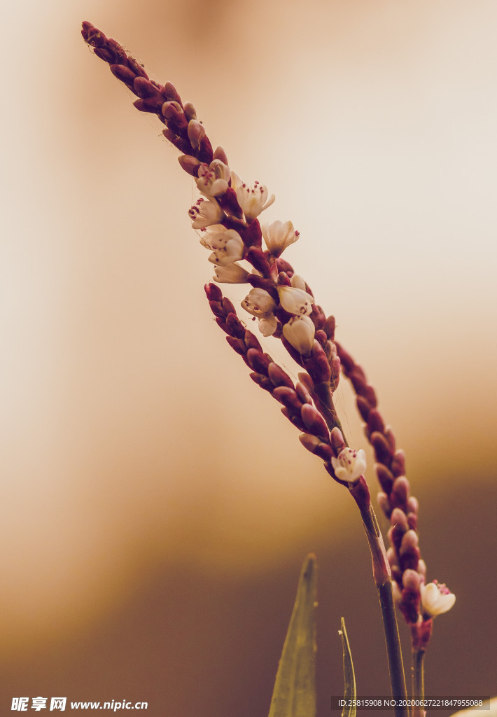 花卉艺术摄影图片