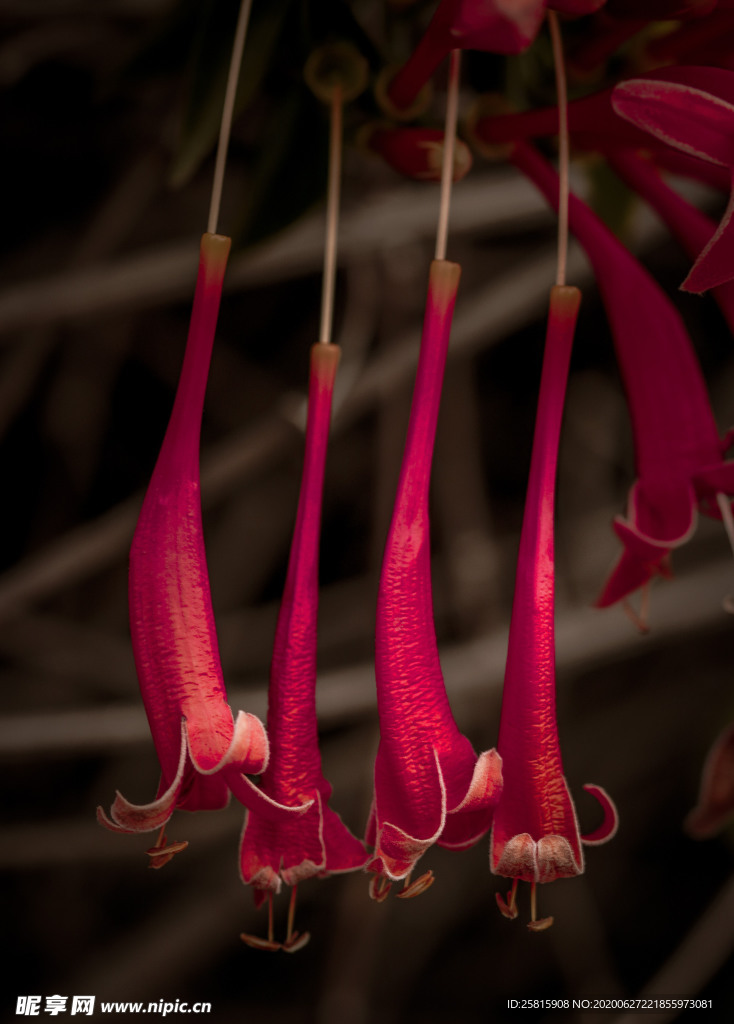 花卉艺术摄影图片