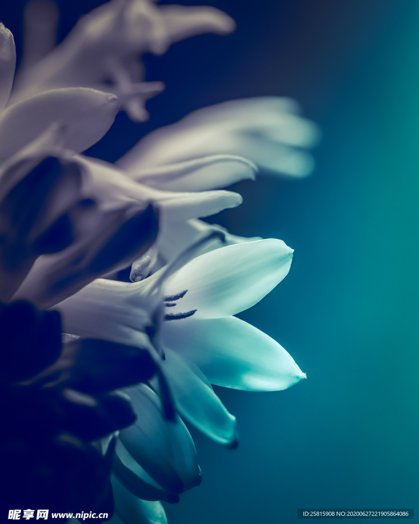 花卉艺术摄影图片