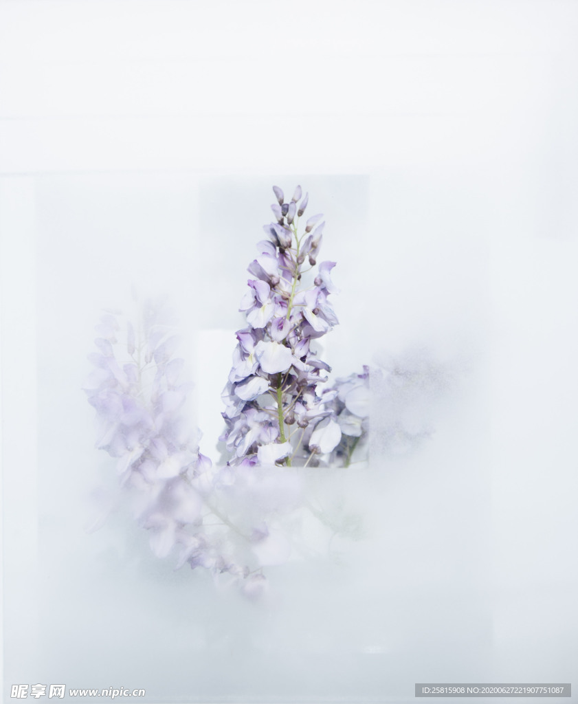 花卉艺术摄影图片