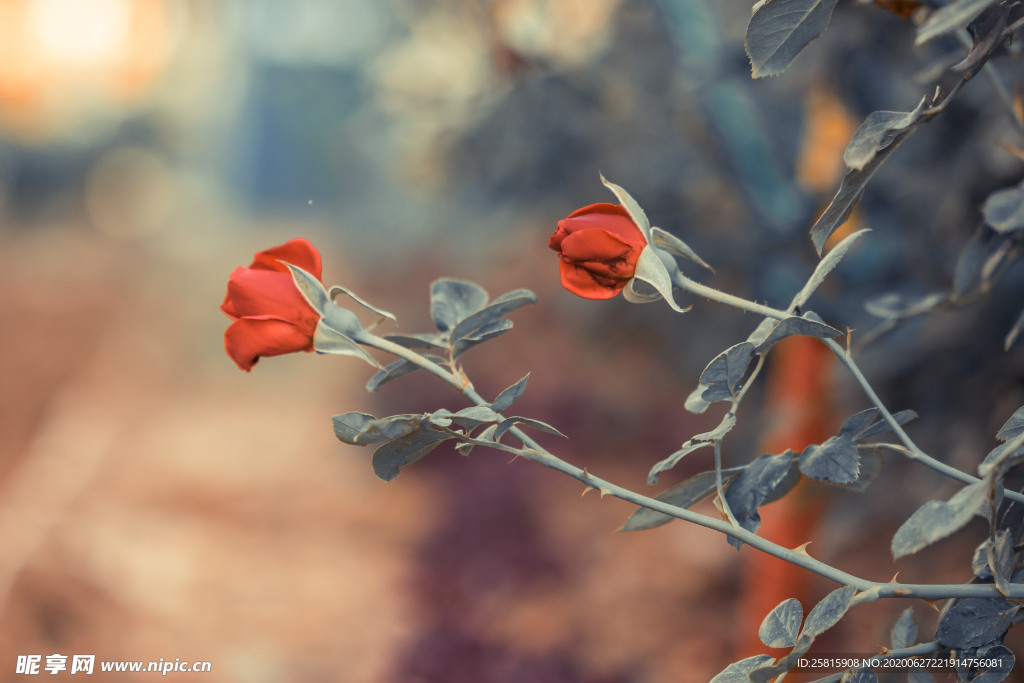 花卉艺术摄影图片