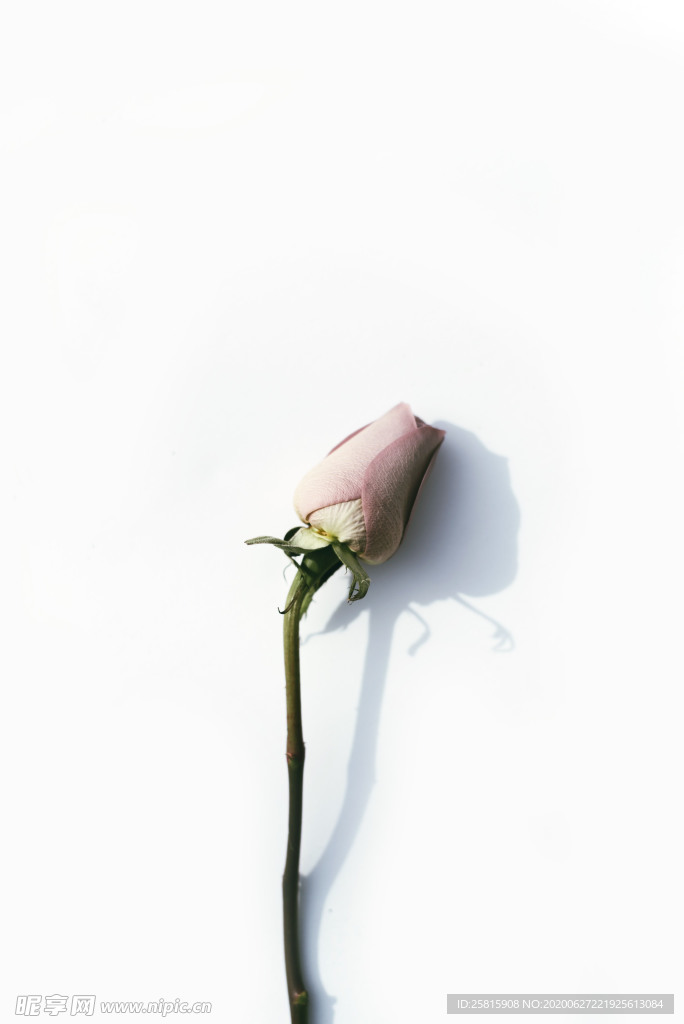 花卉艺术摄影图片