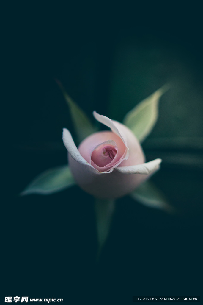 花卉艺术摄影图片