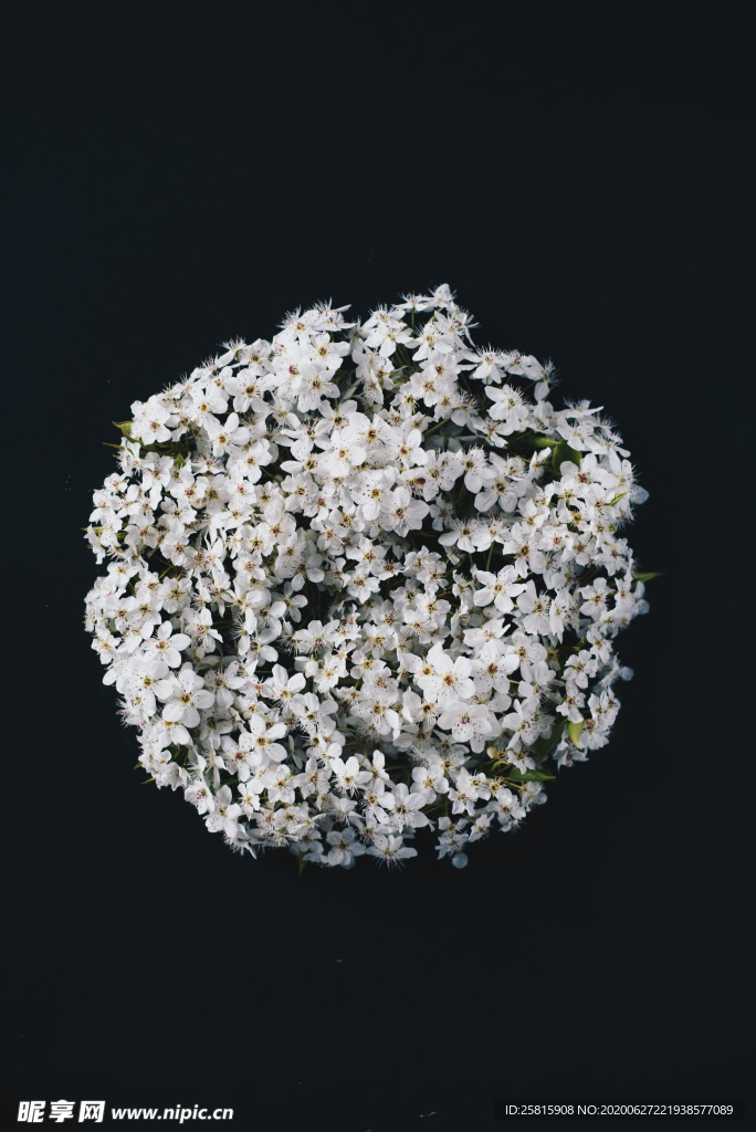 花卉艺术摄影图片