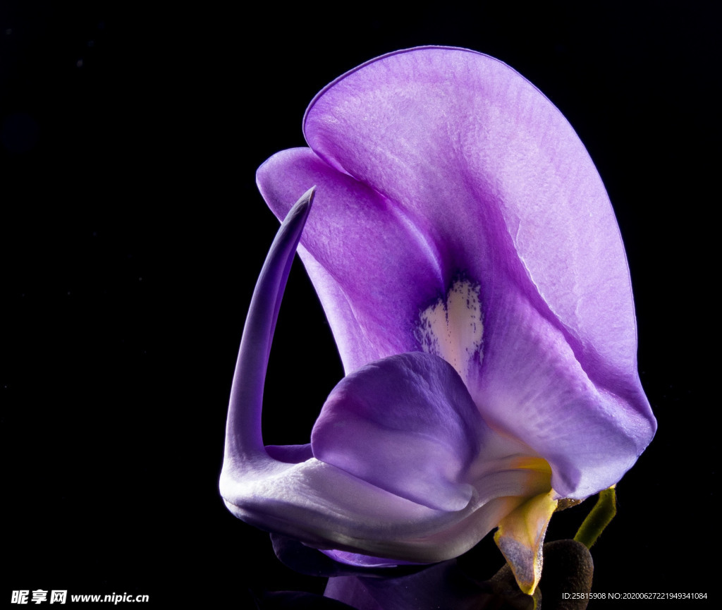 花卉艺术摄影图片