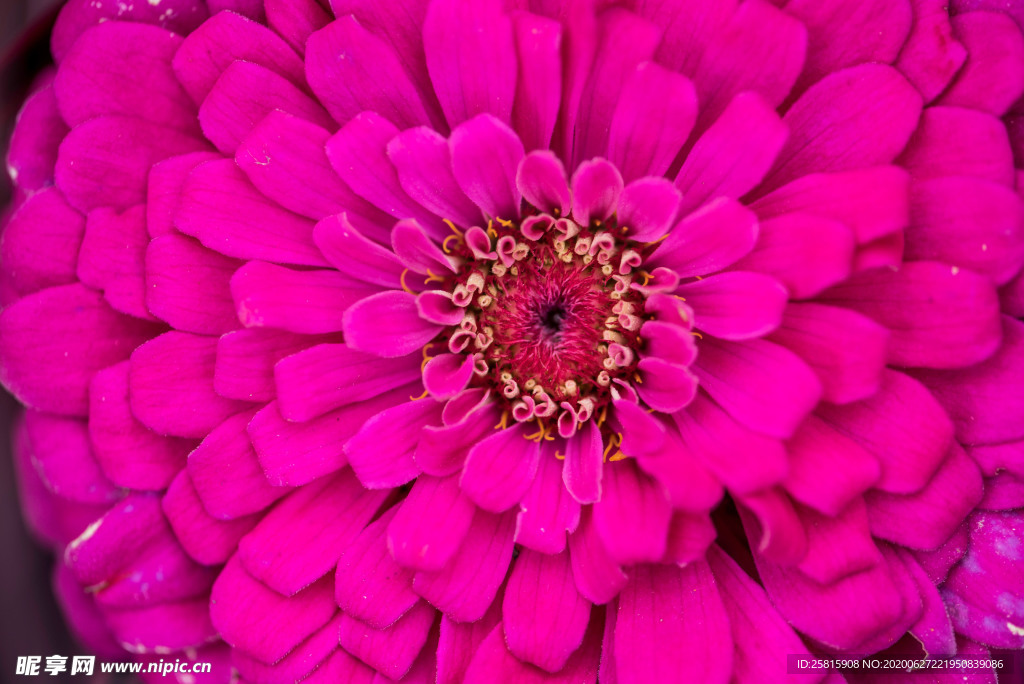 花卉艺术摄影图片