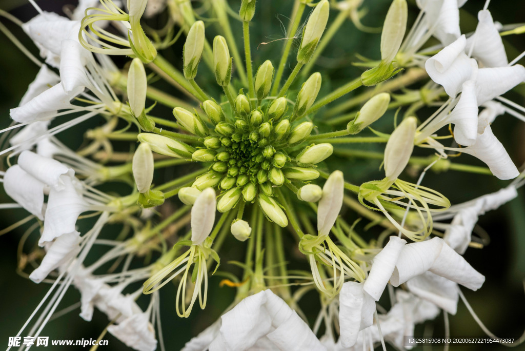 花卉艺术摄影图片