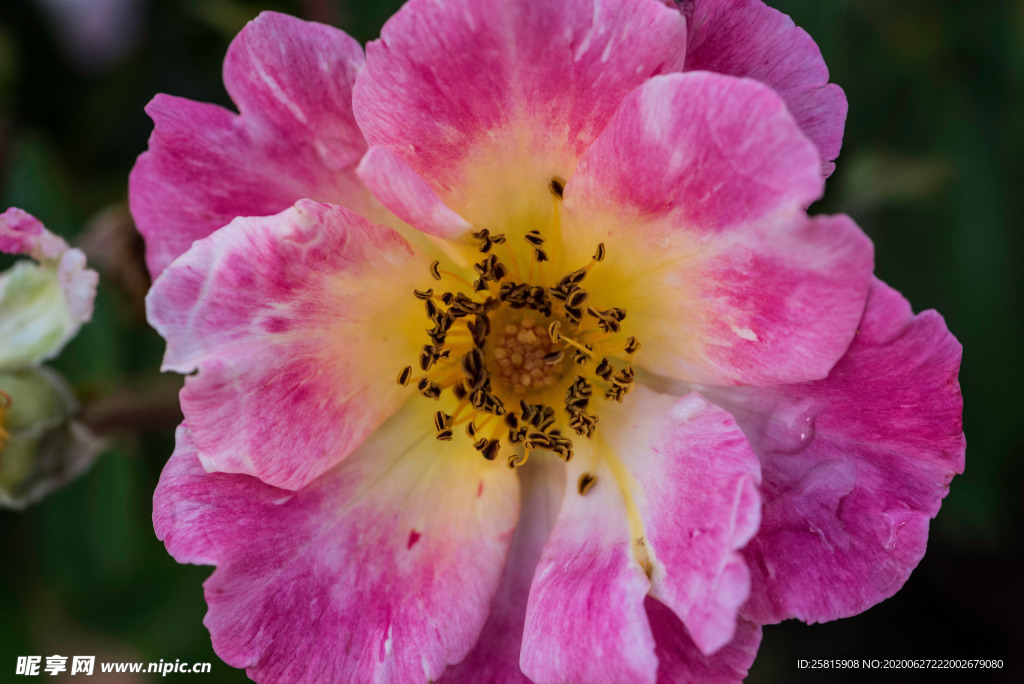 花卉艺术摄影图片