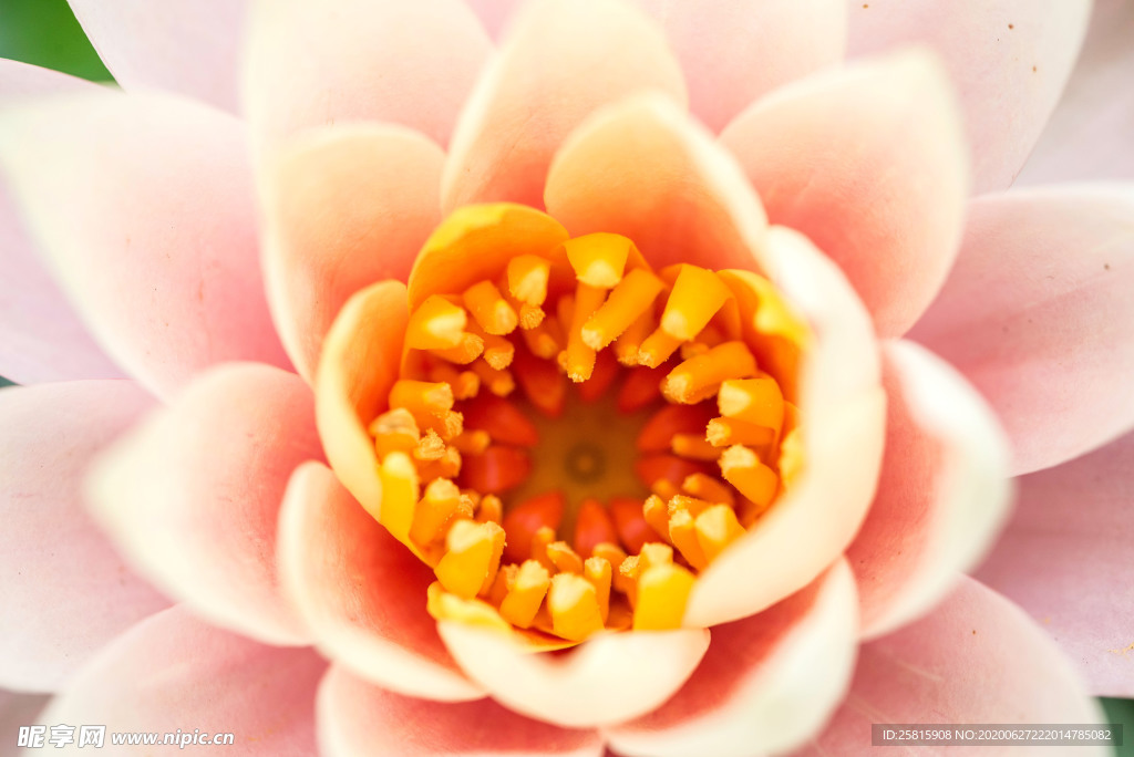 花卉艺术摄影图片