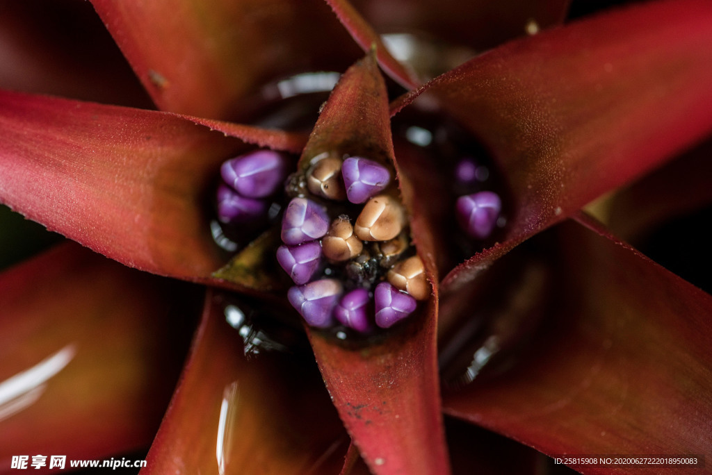 花卉艺术摄影图片