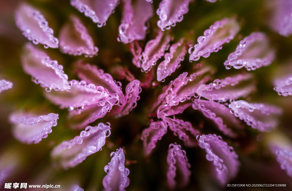花卉艺术摄影图片