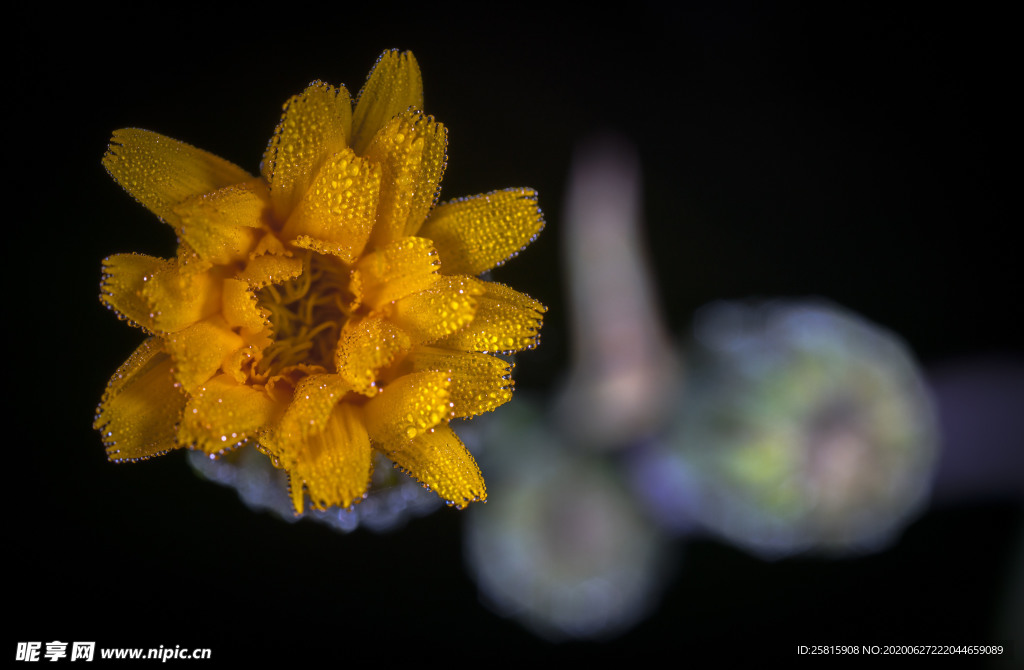 花卉艺术摄影图片