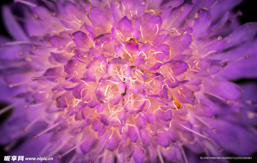 花卉艺术摄影图片