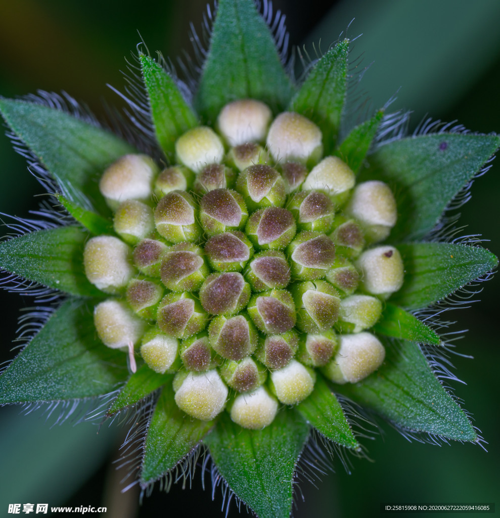 花卉艺术摄影图片