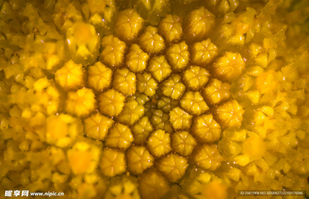 花卉艺术摄影图片