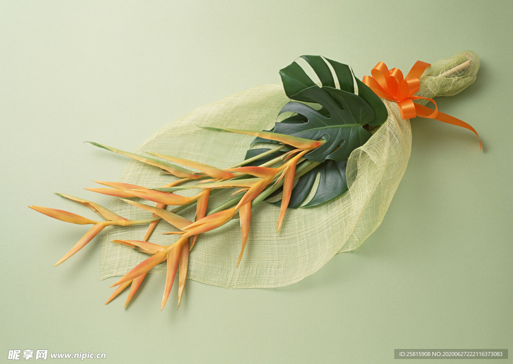 花卉艺术摄影图片