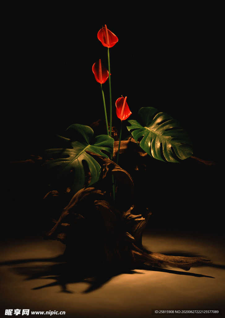 花卉艺术摄影图片