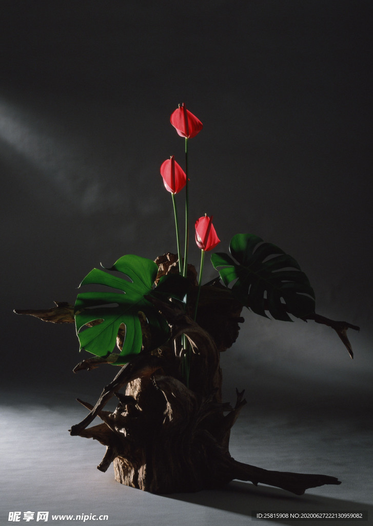 花卉艺术摄影图片