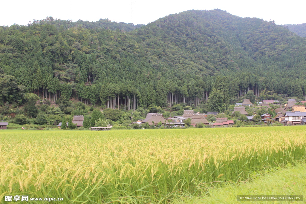 稻田风光